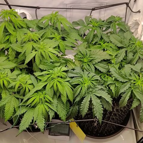 Orange Bud growlog photo: Vor und nach entlauben 