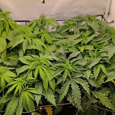 Orange Bud growlog photo: Vor und nach entlauben 