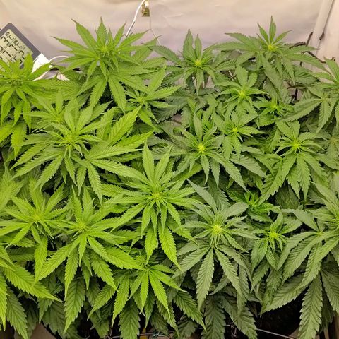 Orange Bud growlog timeline photo