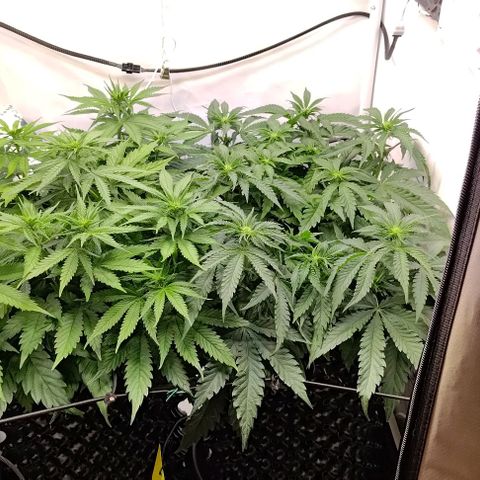 Orange Bud growlog timeline photo