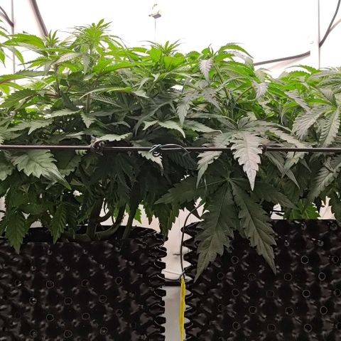 Orange Bud growlog timeline photo