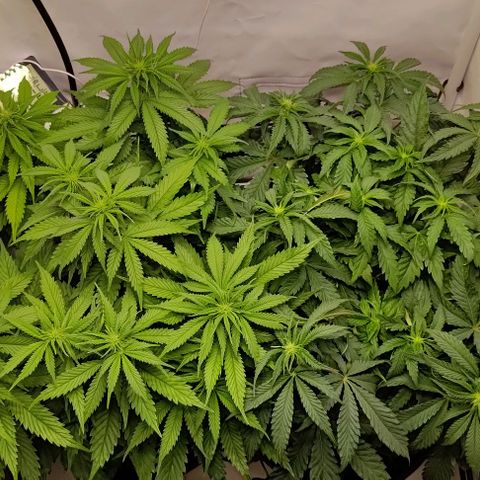 Orange Bud growlog timeline photo