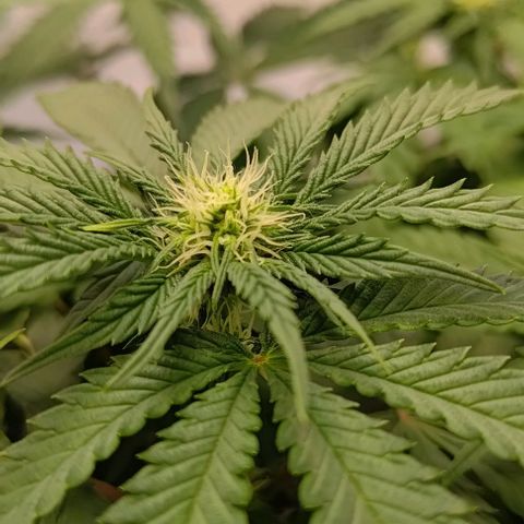 Orange Bud growlog timeline photo