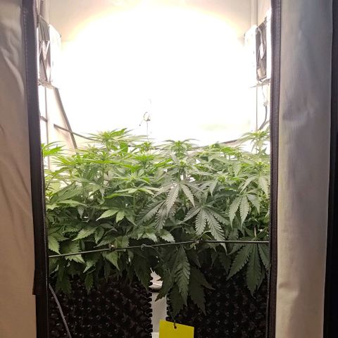 Orange Bud growlog timeline photo