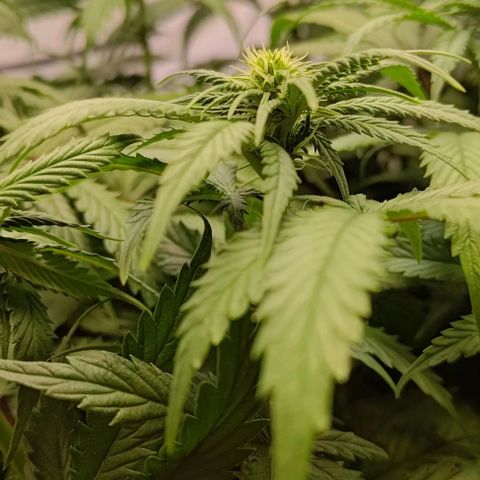 Orange Bud growlog timeline photo