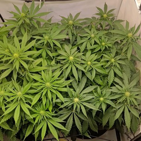 Orange Bud growlog timeline photo