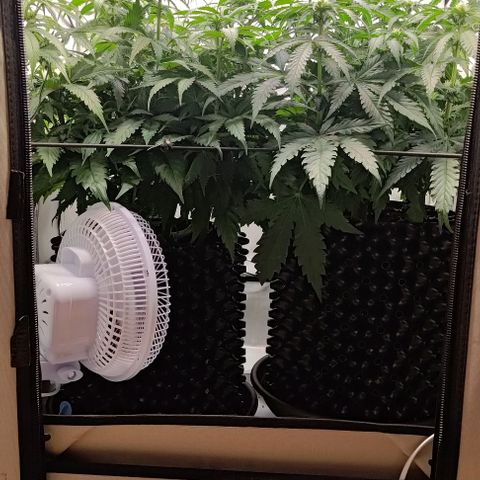 Orange Bud growlog timeline photo