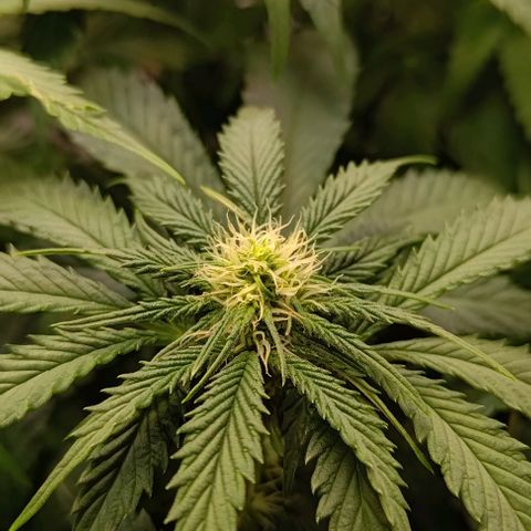 Orange Bud growlog timeline photo