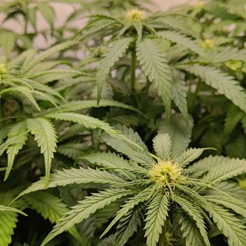 Orange Bud growlog timeline photo