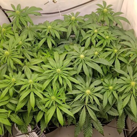 Orange Bud growlog timeline photo