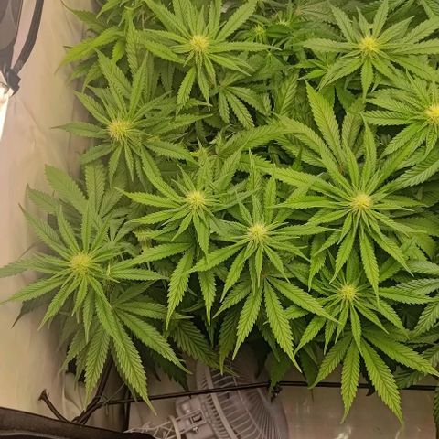 Mimosa Cake growlog timeline photo