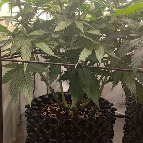 Mimosa Cake growlog timeline photo
