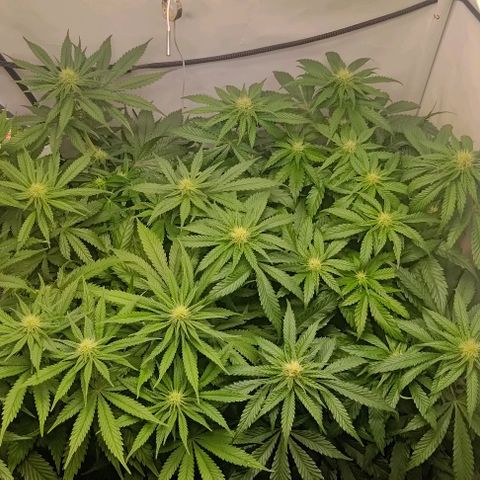 Orange Bud growlog timeline photo