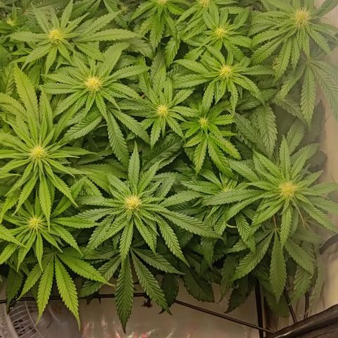 Orange Bud growlog timeline photo