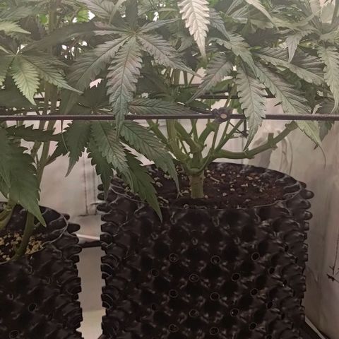 Orange Bud growlog timeline photo