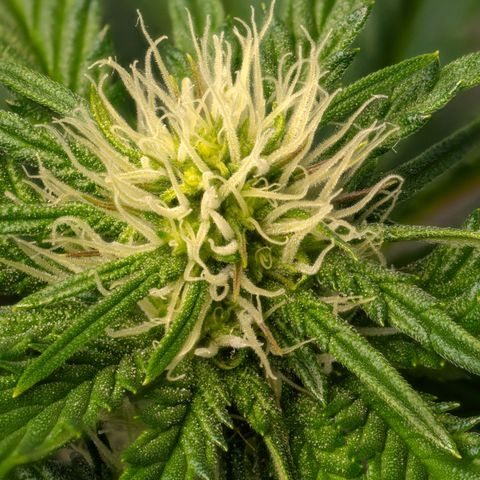 Orange Bud growlog timeline photo