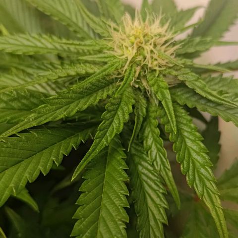 Orange Bud growlog timeline photo