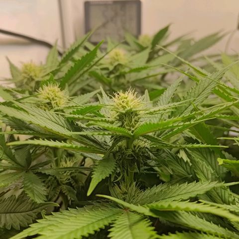 Mimosa Cake growlog timeline photo