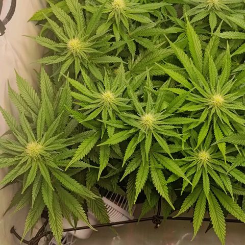 Mimosa Cake growlog timeline photo