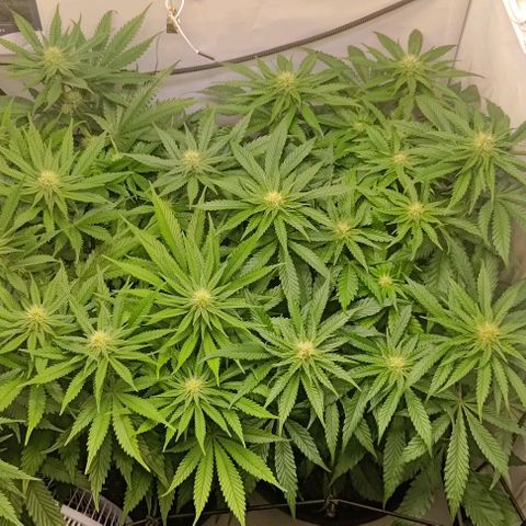 Orange Bud growlog timeline photo