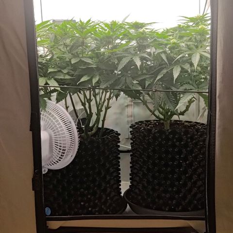 Mimosa Cake growlog timeline photo