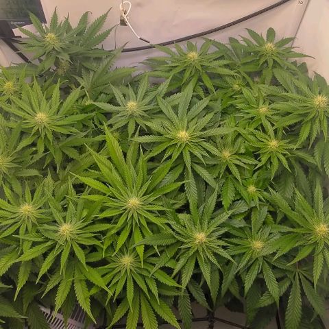 Orange Bud growlog timeline photo