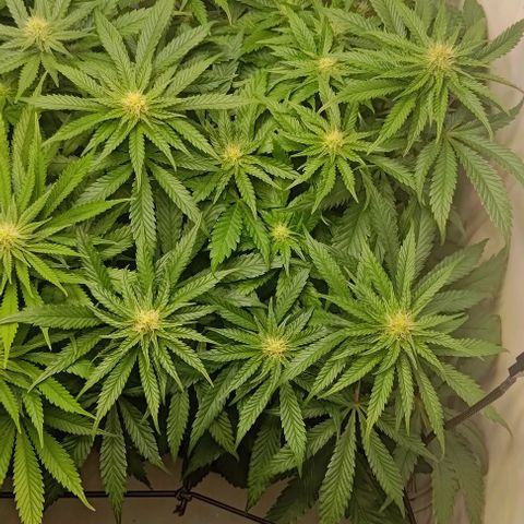 Orange Bud growlog timeline photo