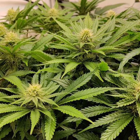 Orange Bud growlog timeline photo