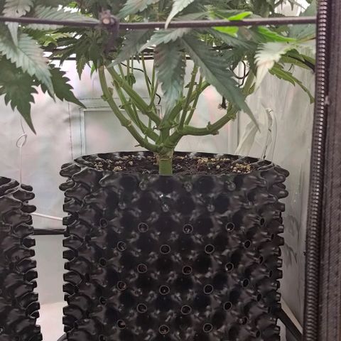 Orange Bud growlog timeline photo