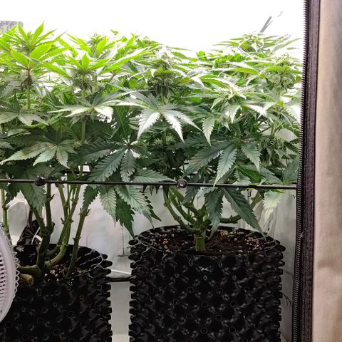 Orange Bud growlog timeline photo