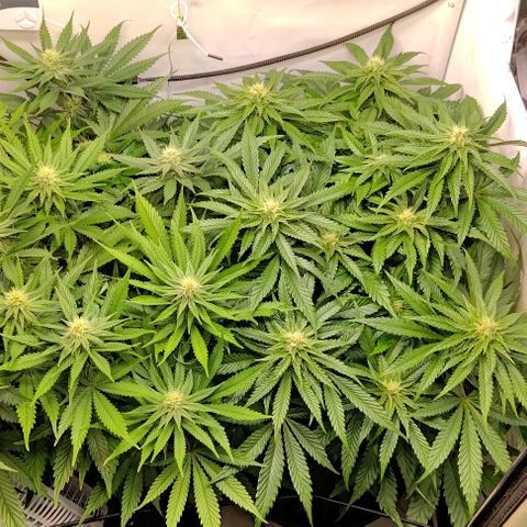 Orange Bud growlog timeline photo