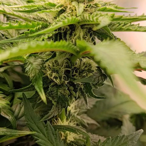 Orange Bud growlog timeline photo