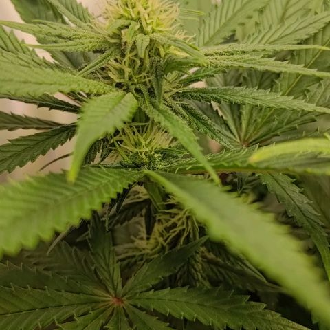 Mimosa Cake growlog timeline photo