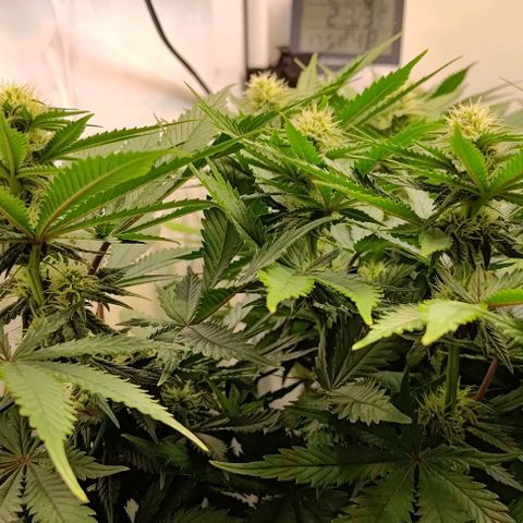 Mimosa Cake growlog timeline photo