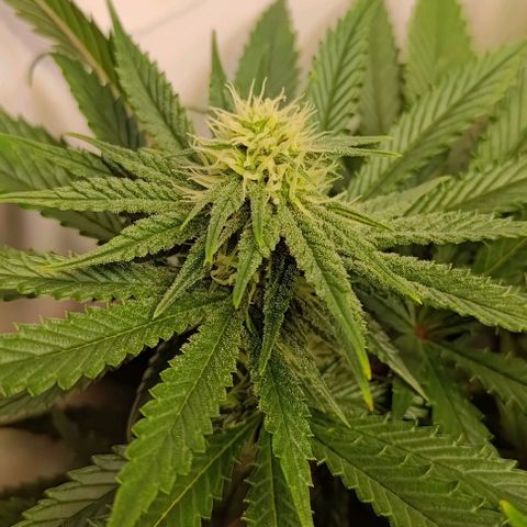 Mimosa Cake growlog timeline photo
