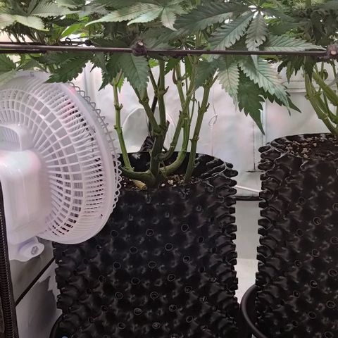 Mimosa Cake growlog timeline photo