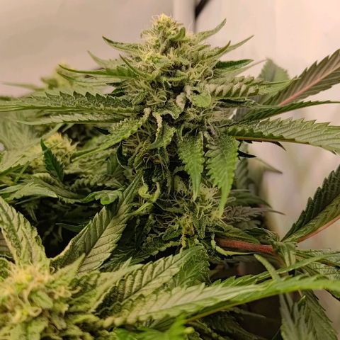 Orange Bud growlog timeline photo