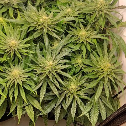 Orange Bud growlog timeline photo