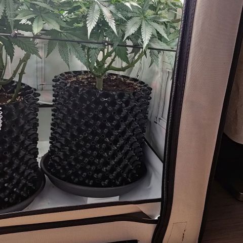 Orange Bud growlog timeline photo