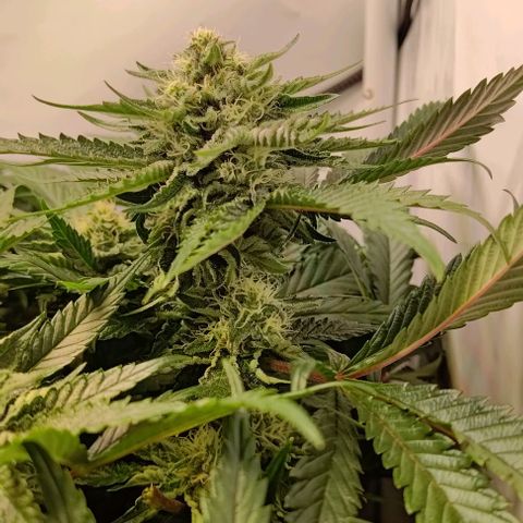 Orange Bud growlog timeline photo