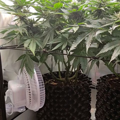 Mimosa Cake growlog timeline photo