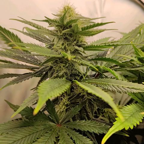 Mimosa Cake growlog timeline photo