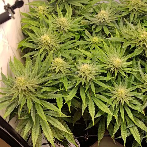 Mimosa Cake growlog timeline photo
