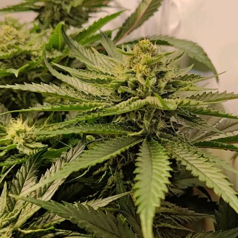 Orange Bud growlog timeline photo