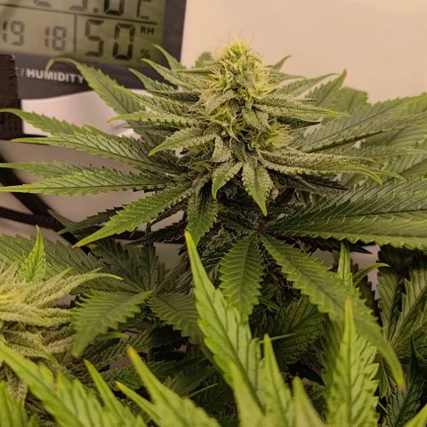 Mimosa Cake growlog timeline photo