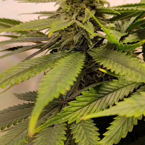 Mimosa Cake growlog photo: Leichte Mängel, aber gefühlt schon besser nach dem Spülen 