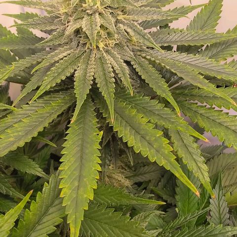 Mimosa Cake growlog photo: Leichte Mängel, aber gefühlt schon besser nach dem Spülen 
