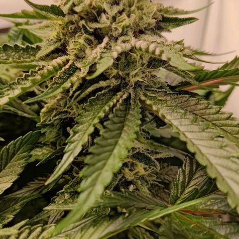 Orange Bud growlog photo: Der geht's weiterhin perfekt 