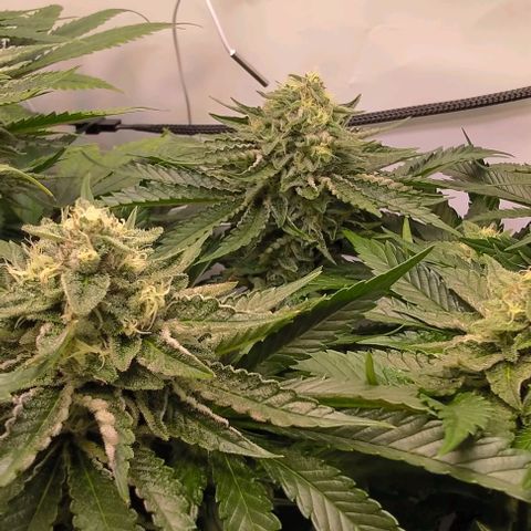 Orange Bud growlog photo: Der geht's weiterhin perfekt 