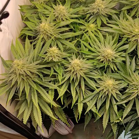 Mimosa Cake growlog photo: Mängel seit ein paar Tagen 